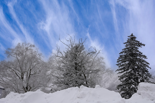 冬天雪森林雪景