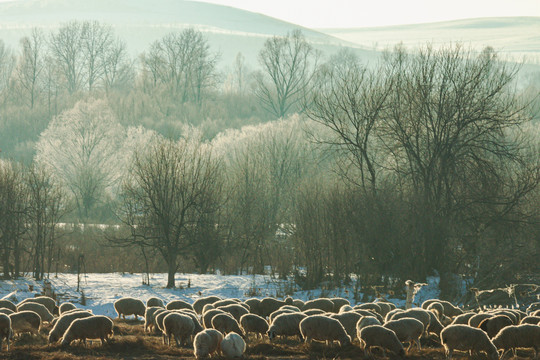 冬季羊群饲养