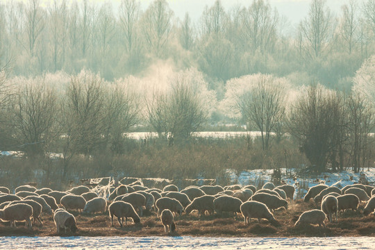 清晨冬季雾凇羊群