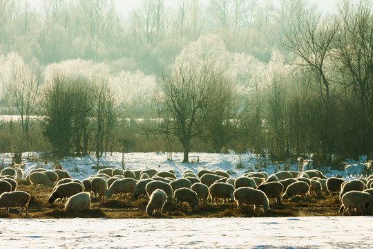 冬季树林羊群雾凇