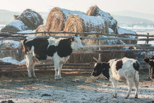 冬季奶牛养殖