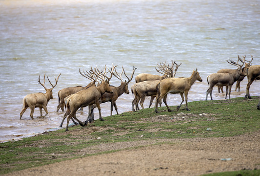 江苏盐城大丰麋鹿自然保护区