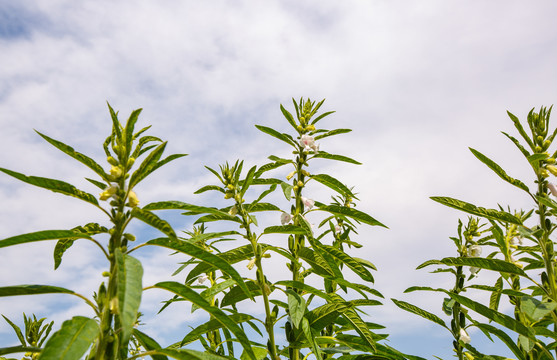 芝麻植株