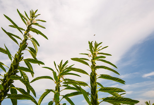 芝麻植株