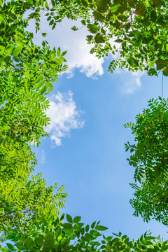 天空唯美绿叶