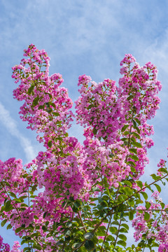 紫薇花枝