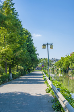 美丽乡村道路绿化