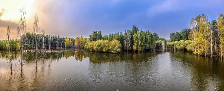 宽幅湖上白杨林秋色全景