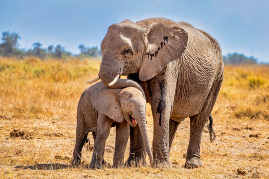 大象与非洲