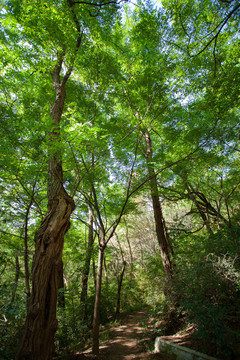 锦江山绿植树木