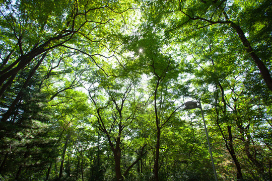 锦江山绿植树木