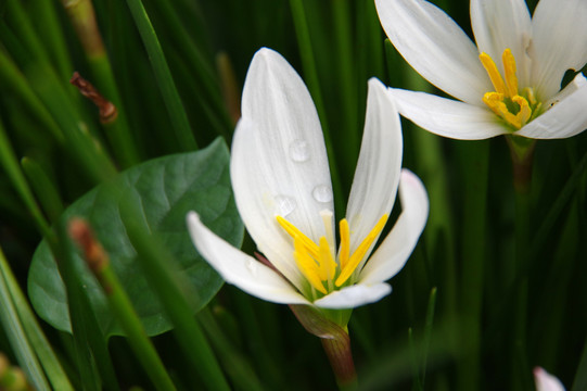 水仙花