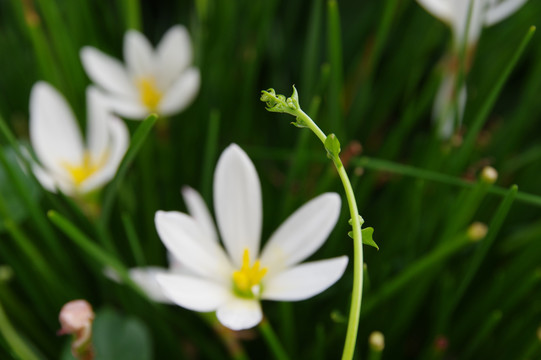 水仙花