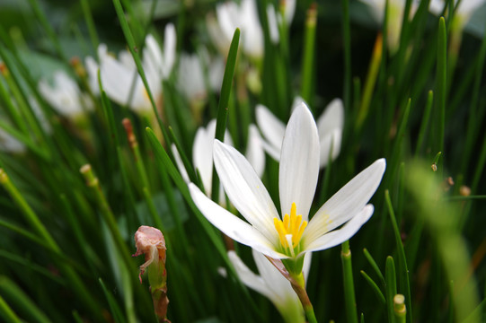 水仙花