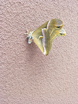墙壁上的飞蛾