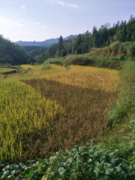 黑水稻