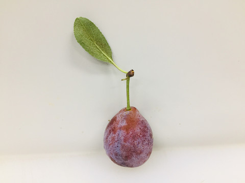 西梅