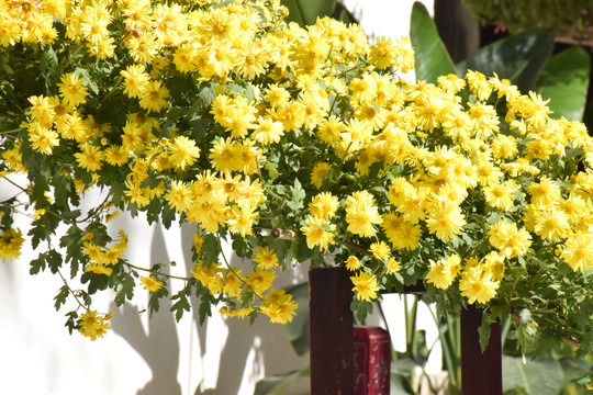 花