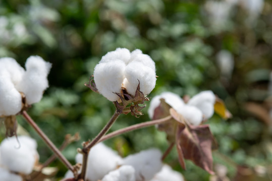 农作物新疆棉花