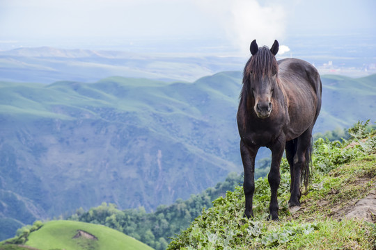 新疆伊犁草原上一匹骏马
