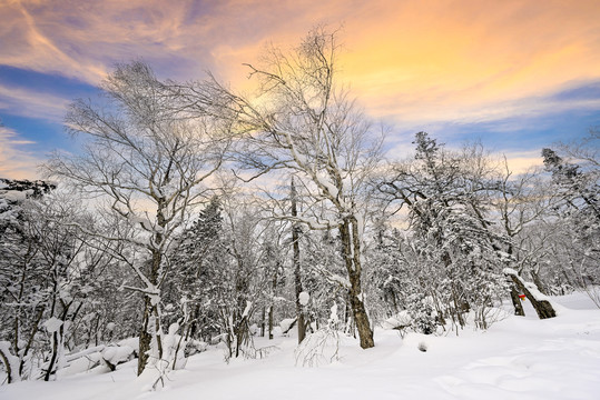 冬天雪屋森林雪地积雪夕阳雪景