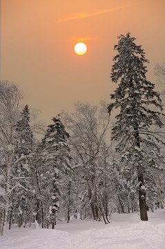 冬天雪森林夕阳雪景