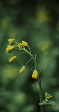 油菜花