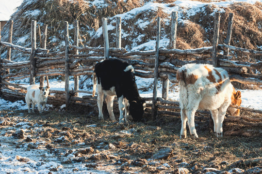牛圈小牛冬季饲养