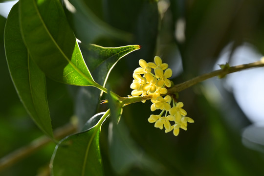 桂花特写