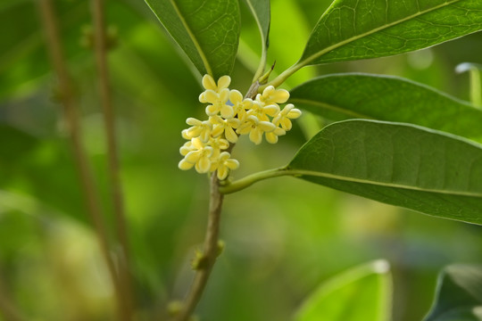 桂花特写