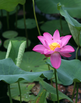 荷花与蜜蜂