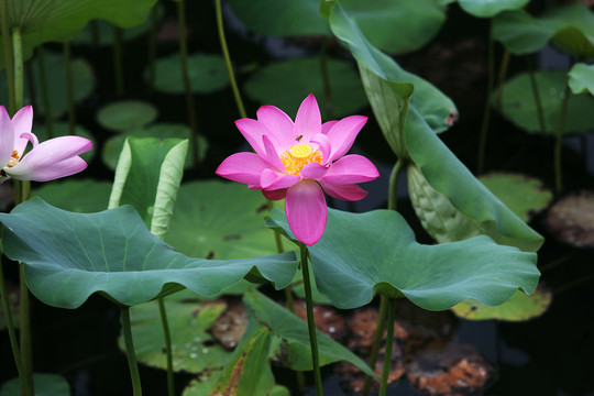 荷花与蜜蜂