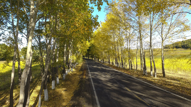 航拍五花秋色黄树叶路边风景