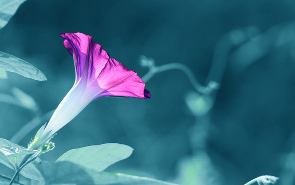 牵牛花