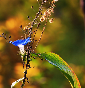 牵牛花