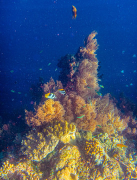 热带鱼与珊瑚