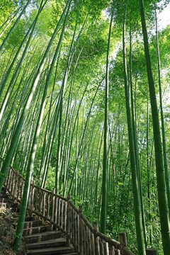 竹林步道