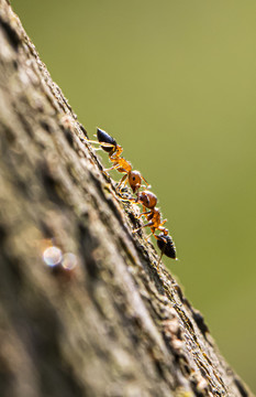 蚂蚁信息交流