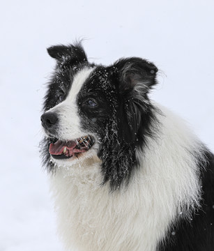 雪地里撒野的边牧