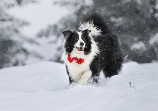 雪地里撒野的边牧