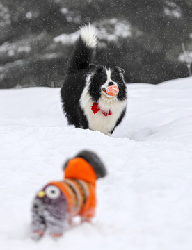 雪地里撒野的边牧