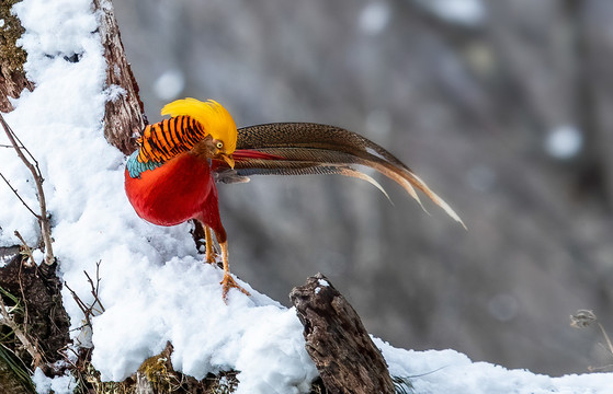 雪地锦鸡