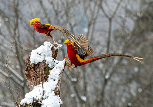 雪地锦鸡