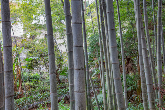 塔川村竹林