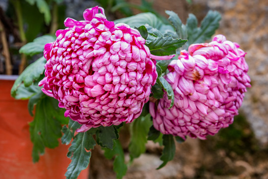 塔川村的菊花