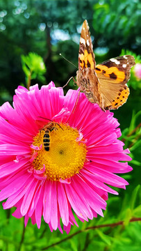 蝴蝶蜜蜂花