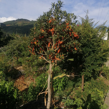 桂花