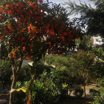 桂花