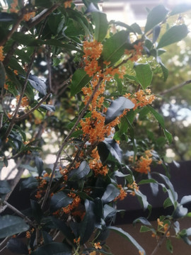 桂花