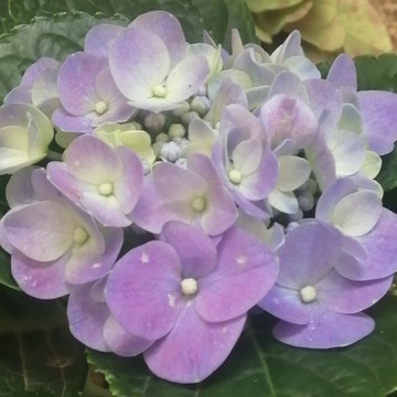 绣球花